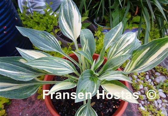 Hosta Beauty Little Blue Streaked